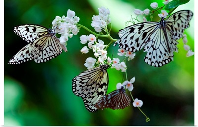 Common Tree Nymph Butterfly, (Idea stolli logani)
