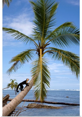 Costa Rica, Limon, Tropics, Cahuita National Park, Capuchin monkey in palm tree