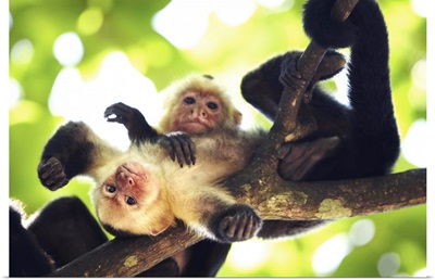 Costa Rica, Puntarenas, Manuel Antonio National Park, Manuel Antonio, Capuchin monkey