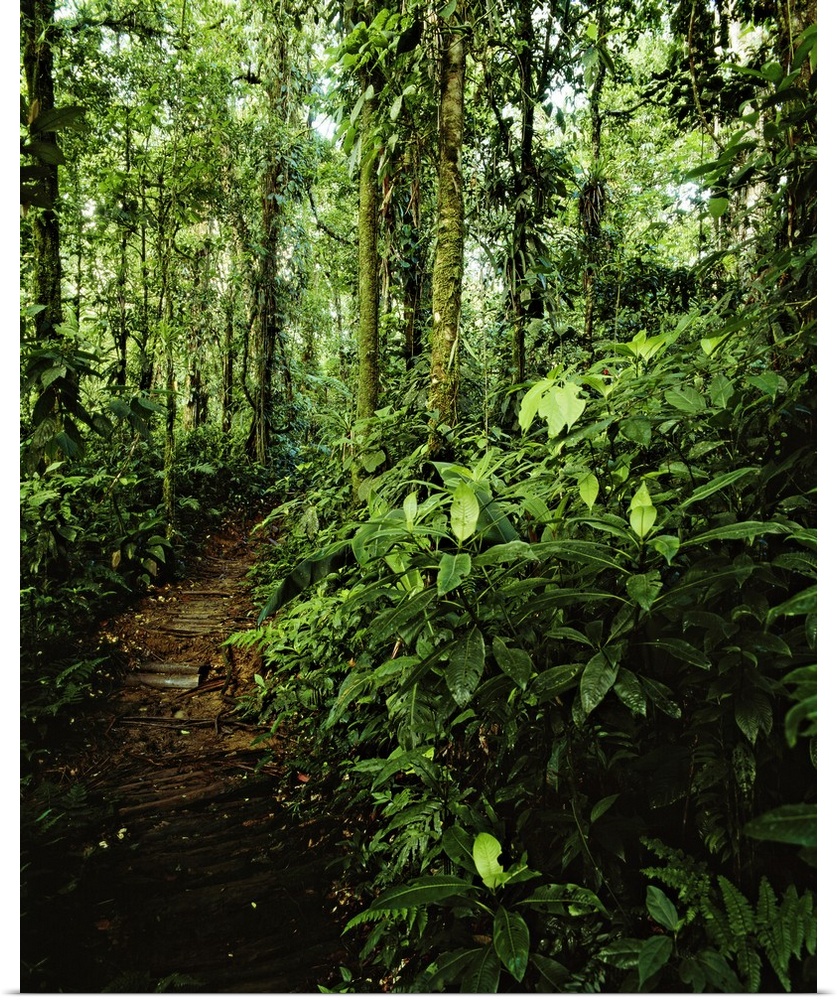 Costa Rica, Caribbean, Caribs, Braulio Carrillo National Park, Travel Destination, Forest