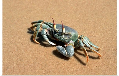 Crab, Benguerra Island, Ghost Crab (Ocypode Cerathopthalma)