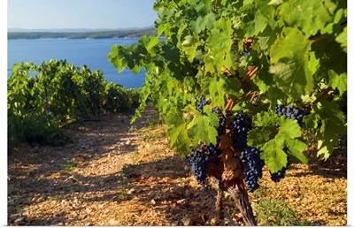 Croatia, Dalmatia, Hvar island, Plavac Mali grapes at Zavala, near Sveta Nedjelja