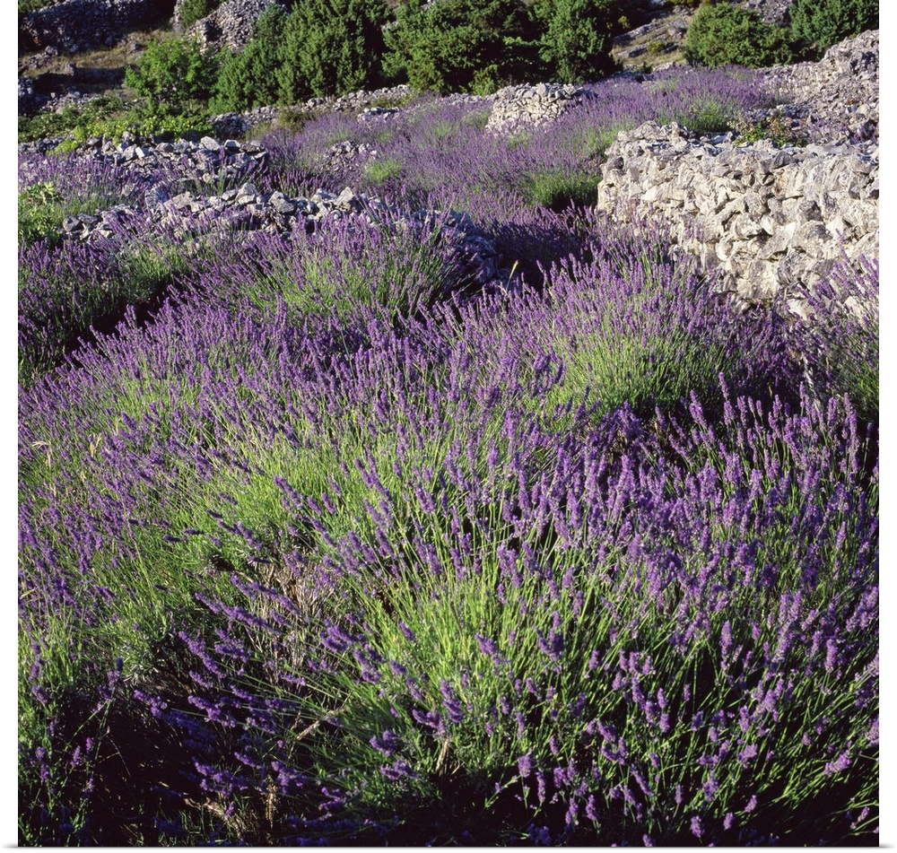 Croatia, Dalmatia, Hvar island, Typical lavender fields