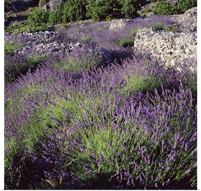 Croatia, Dalmatia, Hvar Island, Typical lavender fields