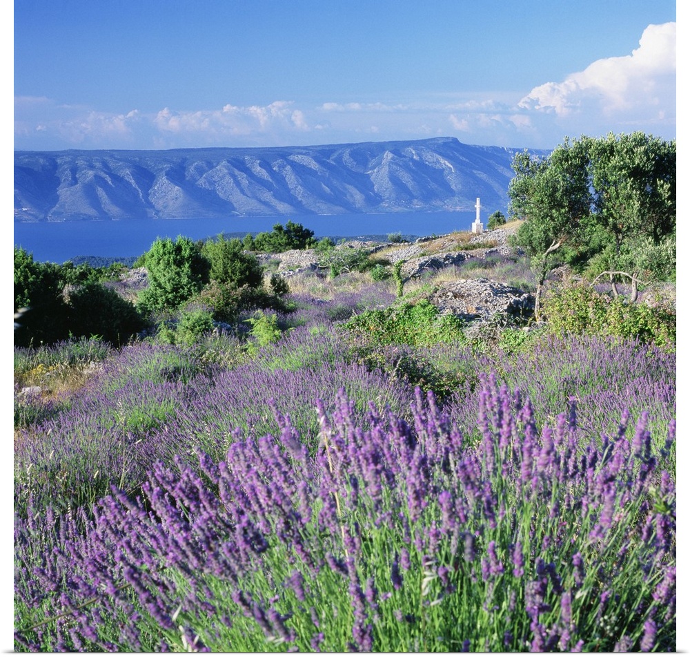 Croatia, Dalmatia, Hvar island, Typical lavender fields towards Brac island