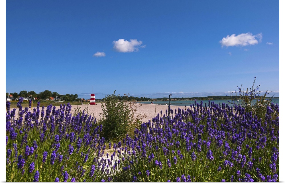 Denmark, Fyn, Scandinavia, Kerteminde, Lavender field by the Kerteminde Beach.