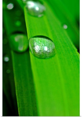 Dew drop on a leaf