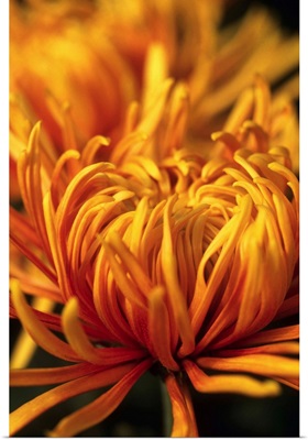 Dilane Spider Chrysanthemum