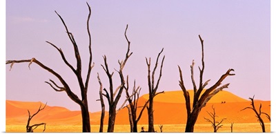 Dry tree in middle of desert, Namibia