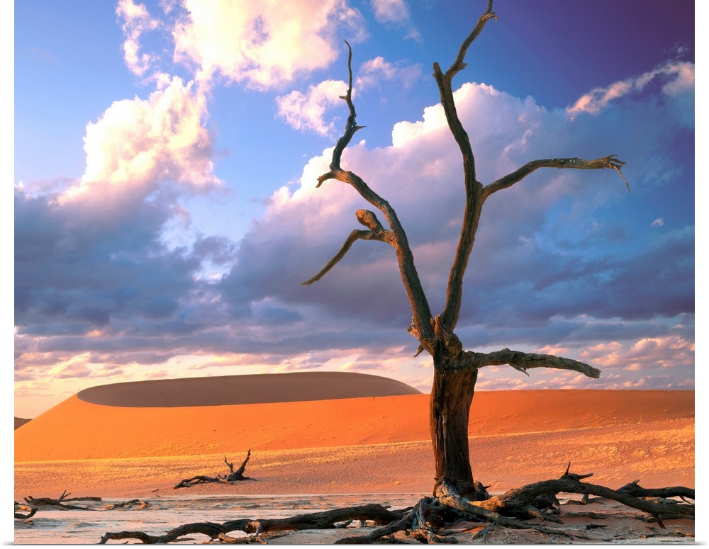 Dunes with tree, Namibia, Naukluft Park