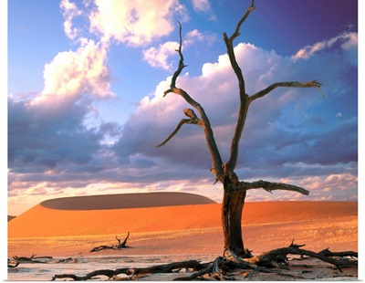 Dunes with tree, Namibia, Naukluft Park