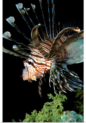 Egypt, Red Sea, Lionfish
