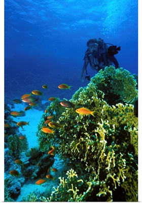 Egypt, Red Sea, Scuba diving
