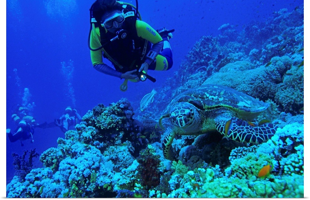 Egypt, Red Sea, Sharm el Sheikh, Turtle