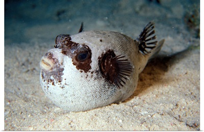 Egypt, Red Sea, Starry Puffer fish
