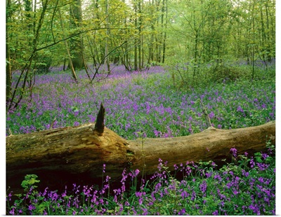 England, Bluebell flowers in forest
