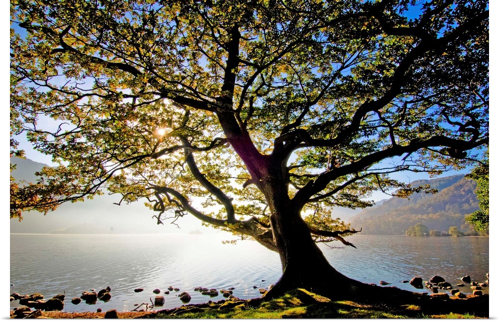 England, Cumbria, Great Britain, Lake District, Oak tree