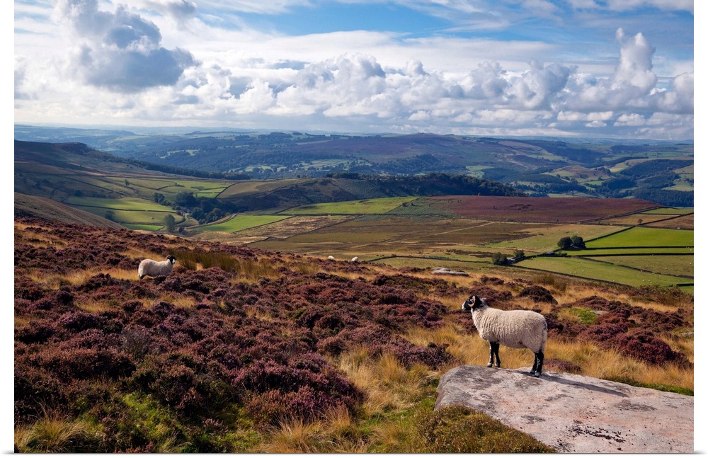 England, West Yorkshire, Sheep standing amongst the rocks & heather in the Peak District
