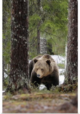Finland, Lappi, Scandinavia, Kuusamo, Brown bear  in the Finnish taiga in search of food