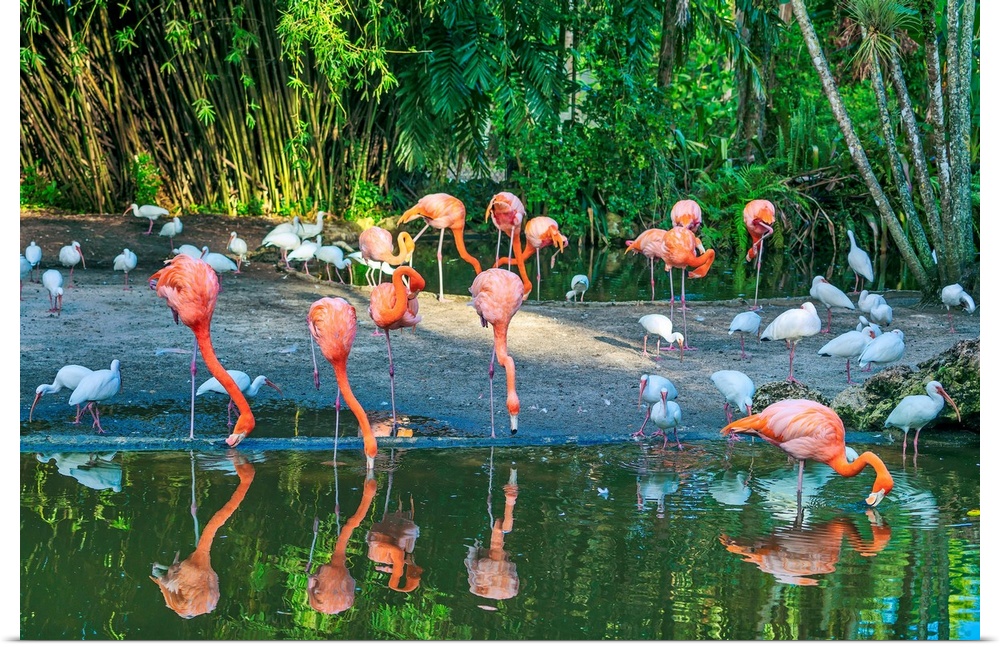 Florida, Davie, Flamingo Gardens (west of Fort Lauderdale).