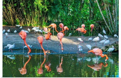 Florida, Davie, Flamingo Gardens (West Of Fort Lauderdale)
