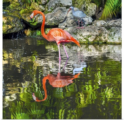 Florida, Davie, Flamingo Gardens (West Of Fort Lauderdale), Flamingoes