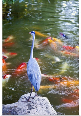 Florida, Delray Beach, Morikami Japanese Gardens, Blue Heron at Koi Pond