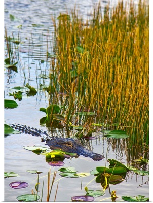 Florida, Everglades, Everglades Safari Park, Alligator