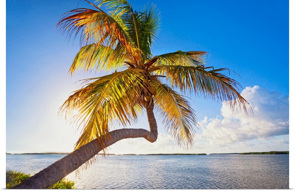 Florida, South Florida, The Keys, Islamorada, leaning palm tree.