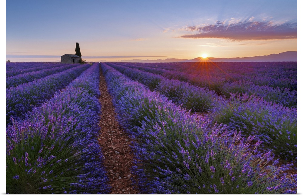 France, Provence-Alpes-Cote d'Azur, Valensole, Provence, Vaucluse, Alpes-de-Haute-Provence, House with cypress in lavender...