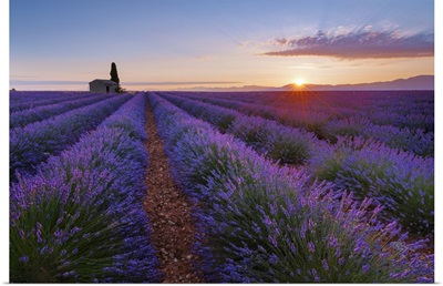France, Alpes-De-Haute-Provence, House With Cypress In Lavender Field