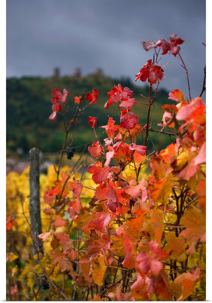 France, Alsace, Husserein Les Chateaux, vineyards