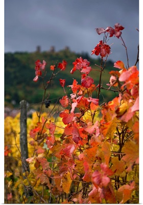 France, Alsace, Husserein Les Chateaux, vineyards
