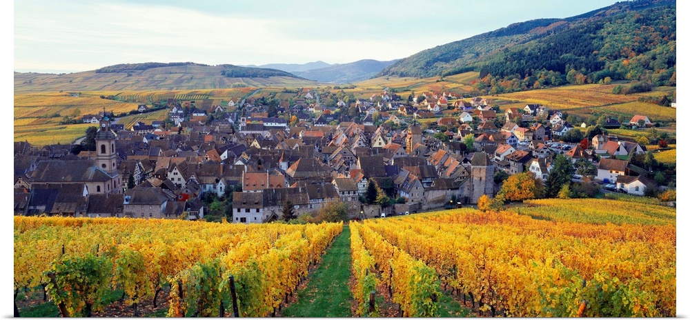 France, Alsace, Vineyard and Riquewihr village