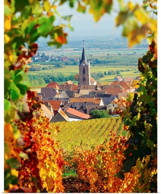 France, Alsace, Rodern, Vineyards