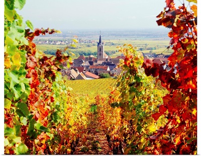 France, Alsace, Rodern, Vineyards