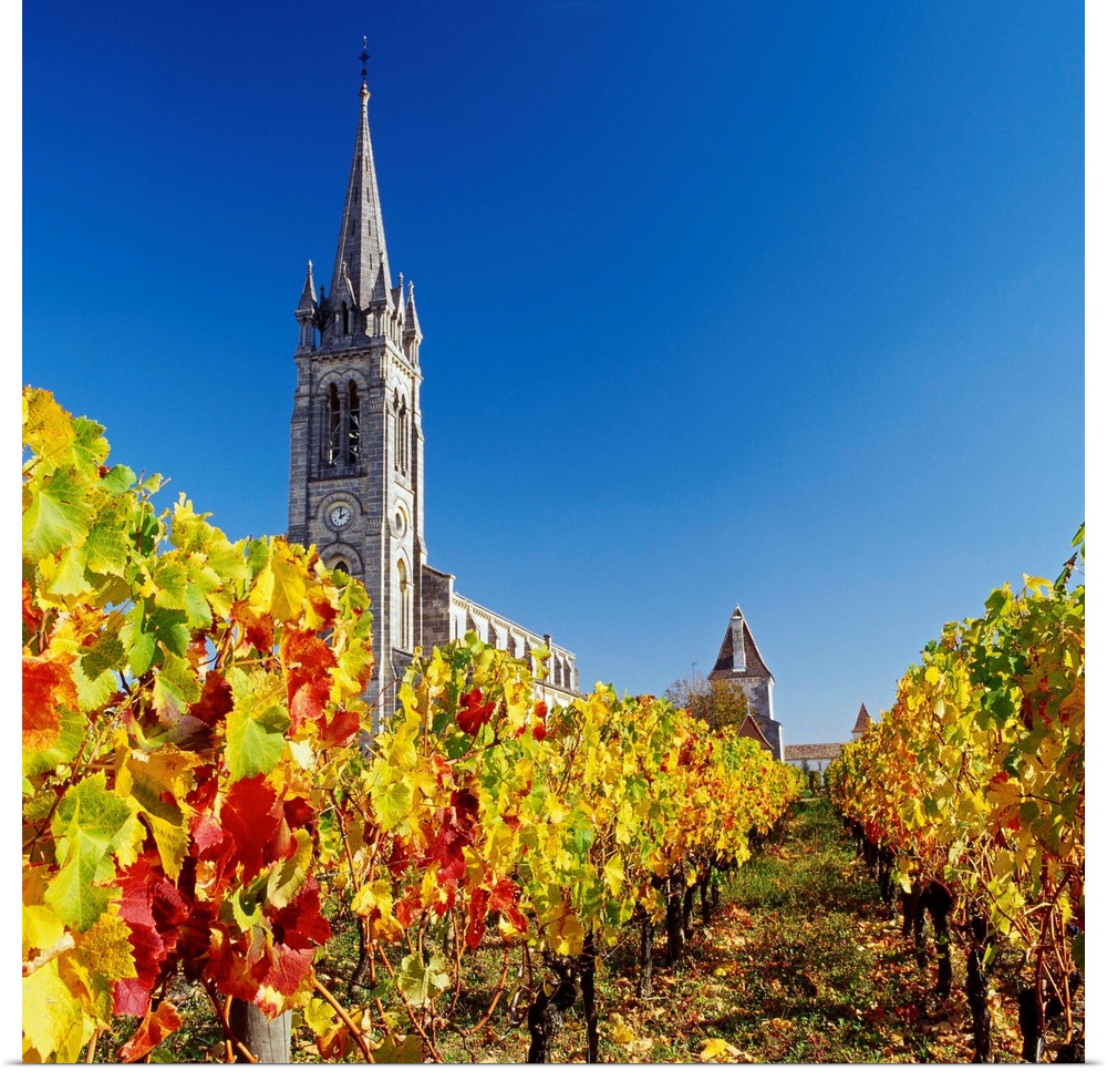 France, Aquitaine, Pomerol, Gironde, Bordeaux region, Travel Destination, Vineyard near the village