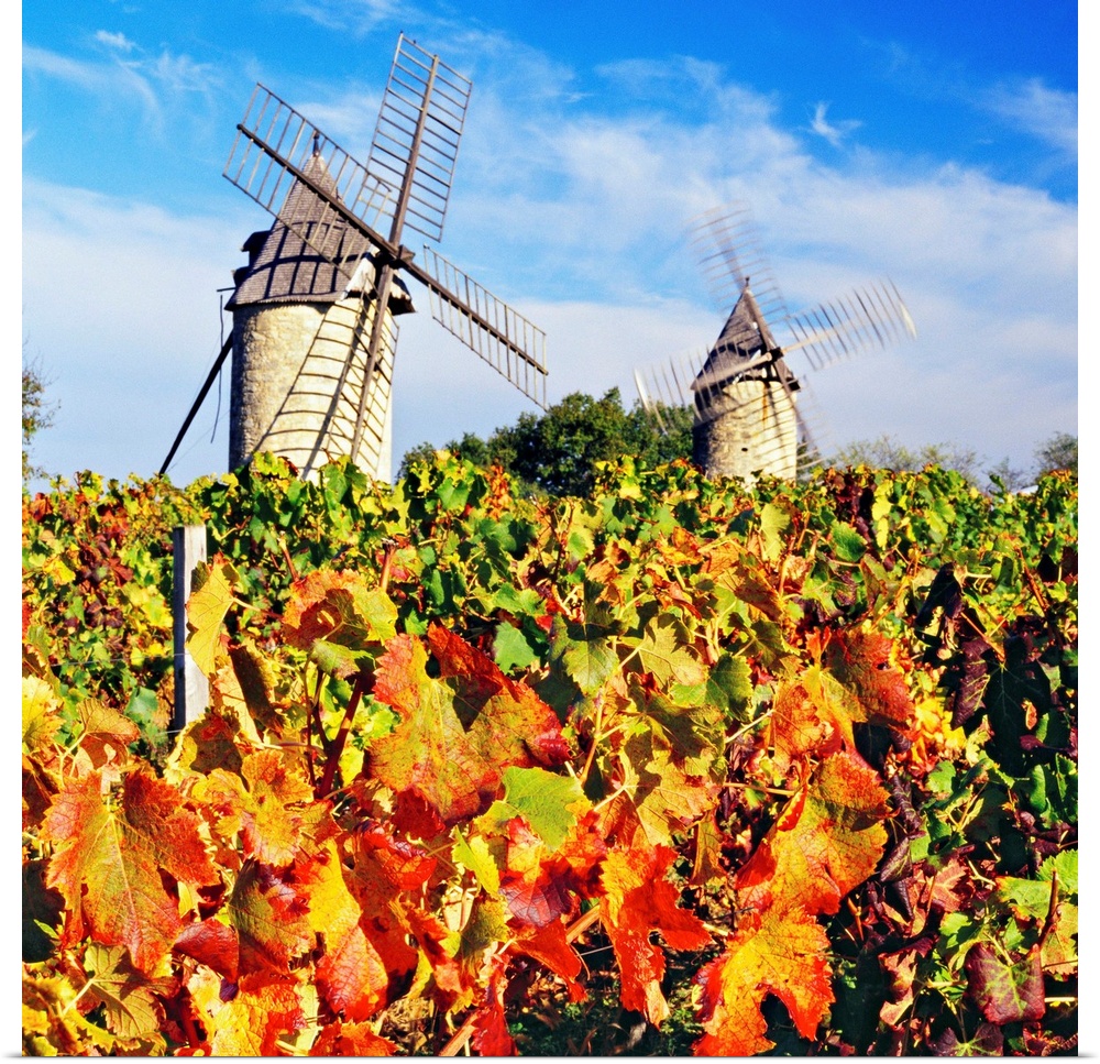 France, Aquitaine, Saint-Emilion, Gironde, Bordeaux region, Travel Destination, Ch..teau Calon vineyard