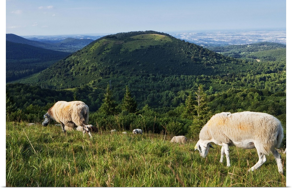 France, Auvergne, Puy-de-Dome, Puy Chain, sheep grazing on top of Puy de Pariou with a volcano in the background.