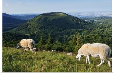 France, Auvergne, Puy-de-Dome, sheep grazing on top of Puy de Pariou