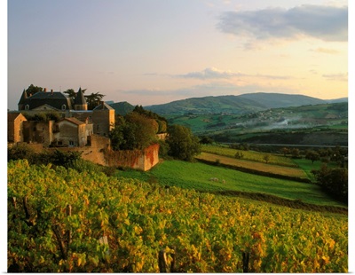 France, Bourgogne, Berze-la-Ville, vineyard