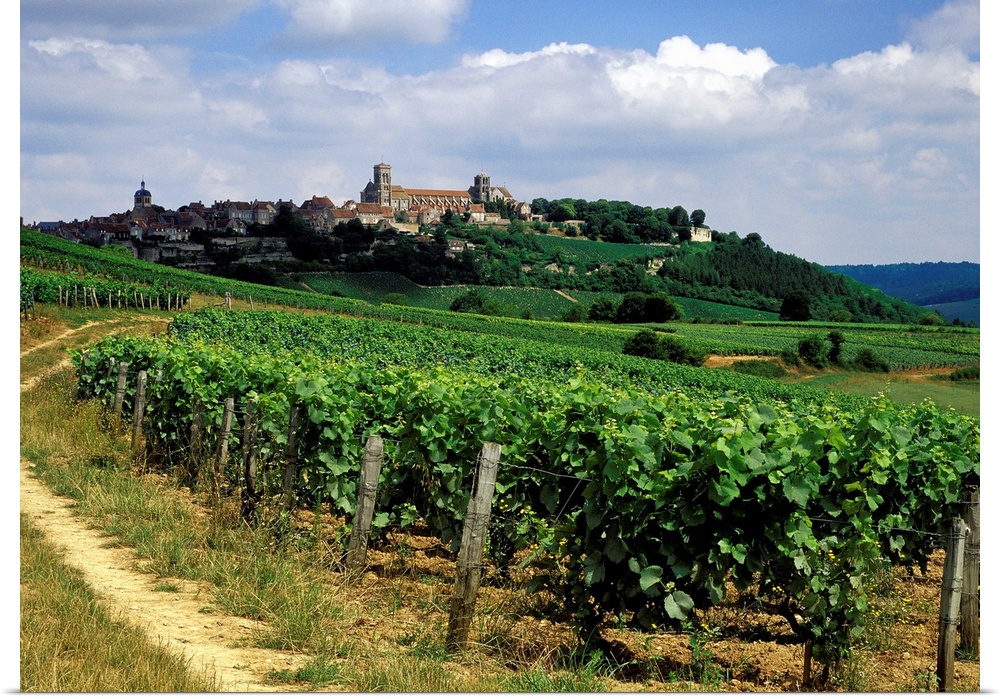 Vigneti in Borgogna vicino a Vezelay (sullo sfondo). Il borgo medievale, sito dell'Unesco, . dominato dall'imponente basil...