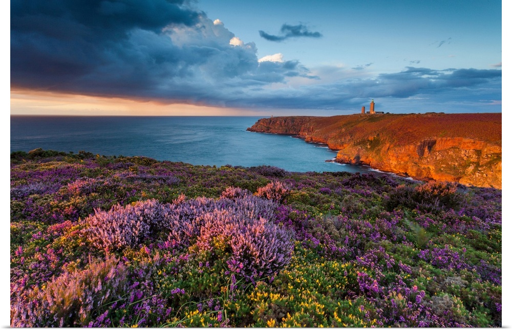 France, Brittany, Cap Frehel, Cotes-d'Armor, Emerald Coast, Blooms of heather and gorse wild at sunset on the cliffs, this...