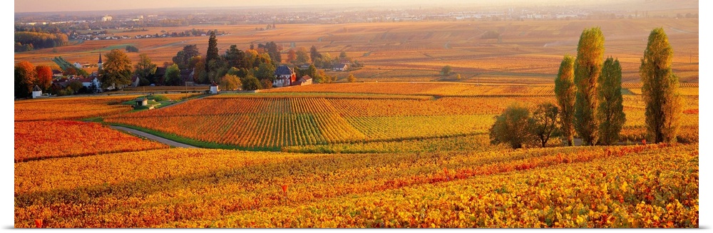 France, Burgundy, Bourgogne, Vineyards near Aloxe Corton village