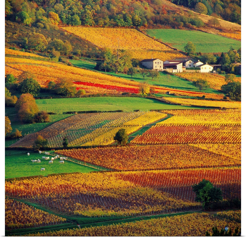 France, Burgundy, Bourgogne, Countryside near Pierreclos village