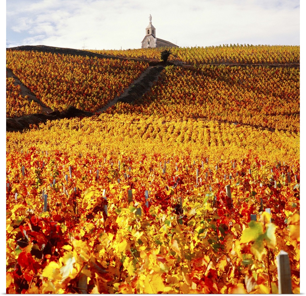 France, Burgundy, Bourgogne, Vineyards near Fleurie village