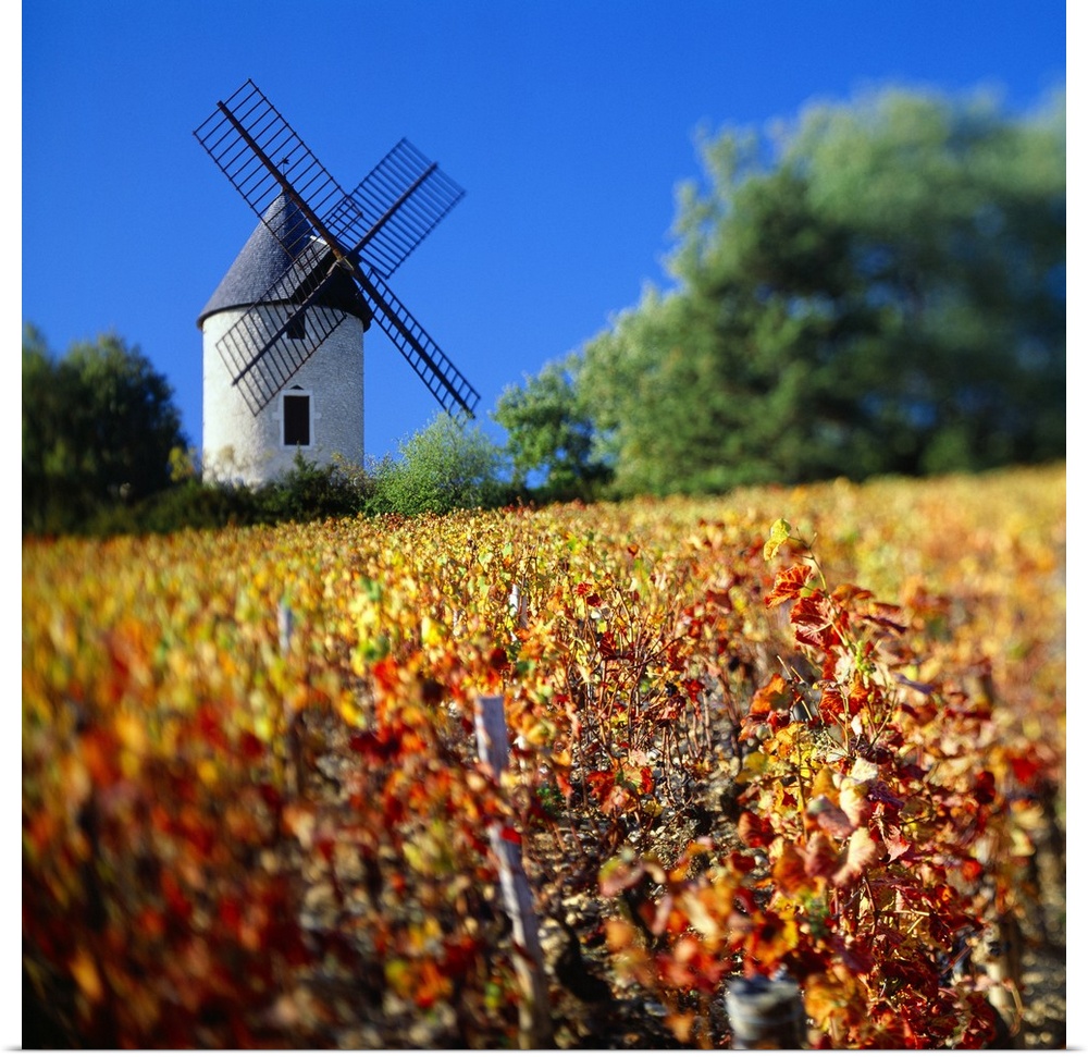 France, Burgundy, Bourgogne, Vineyards near Moulin . Vent village