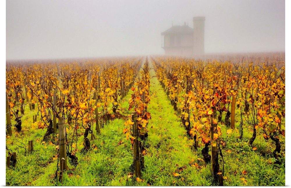 France, Burgundy, Vougeot, Chateau Clos de Vougeot vineyard.