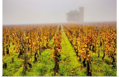 France, Burgundy, Vougeot, Chateau Clos De Vougeot Vineyard