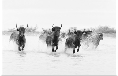 France, Camargue, Black bulls run through a lake in the Camargue